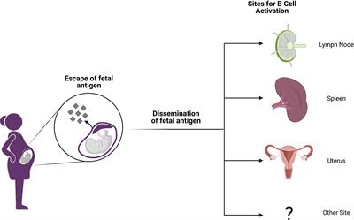 Frontiers | Memory B Cells In Pregnancy Sensitization